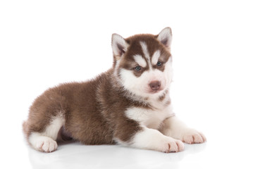 Obraz premium Cute siberian husky puppy lying