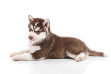 Cute siberian husky puppy lying