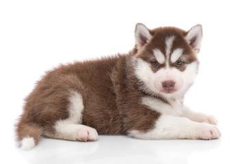 Cute siberian husky puppy lying
