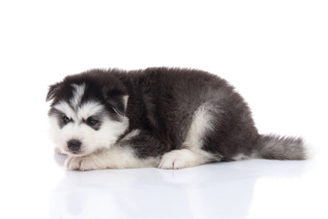 Cute siberian husky puppy lying