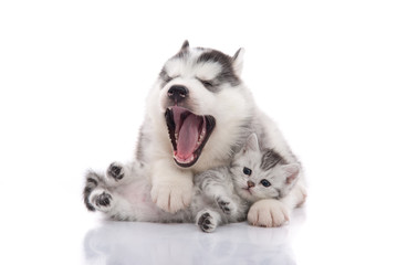 Cute siberian husky puppy  cuddling  cute kitten