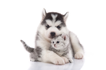 Fototapeta premium Cute siberian husky puppy cuddling cute kitten