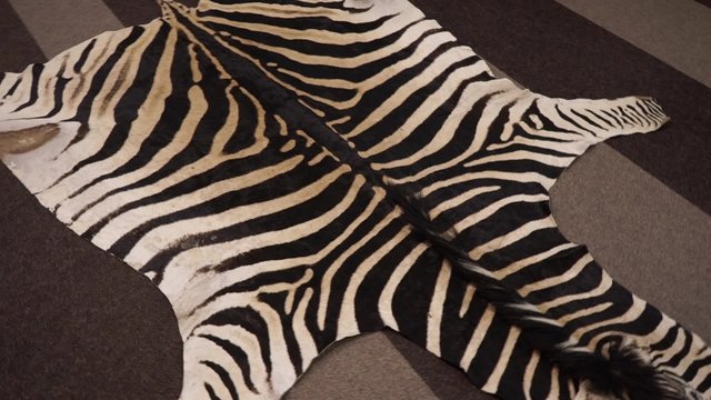 natural carpet of zebra