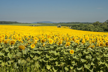 Fototapeta premium Sunflower crop field in Hungary