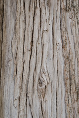 Fototapeta premium Rinde einer Mittelmeer-Zypresse auf Malta