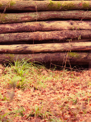 big pile of wood in autumn forest