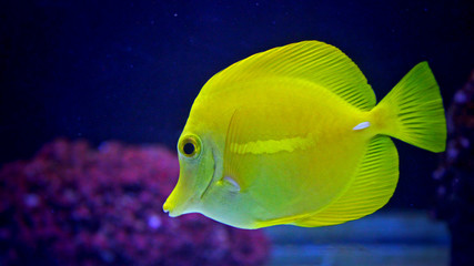 Yellow tang in coral reef aquarium