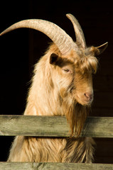 billy goat