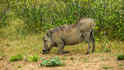 Eating warthog at savannah, Kenya