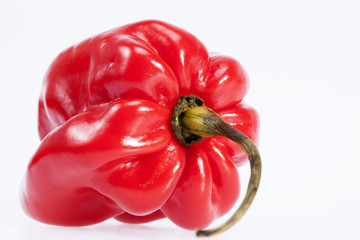 single red chili pepper habanero isolated on white background, close up