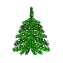 Single Green Fir