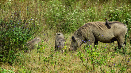 Fototapeta premium Family of warthogs and a small bird, Kenya