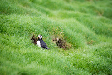 Atlantic puffin, Fratercula arctica