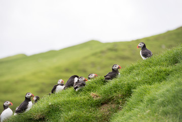 Atlantic puffin, Fratercula arctica