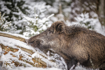 Wild boar rubbing against old tree in winter
