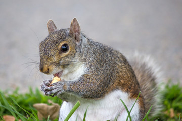 stehendes Grauhörnchen (Sciurus carolinensis) mit einer Nuss (grey squirrel with a nut)