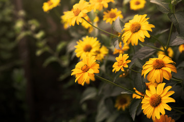 summer coreopsis flowers