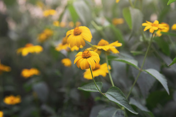 coreopsis flowers, misty morning