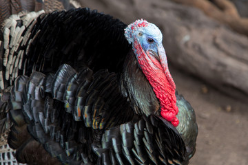 Domestic Tom Turkey, Meleagris gallopavo