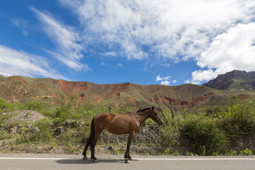 Chestnut horse standing on road 40  in Argentina