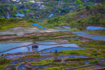 Wasserbüffel im Reisfeld