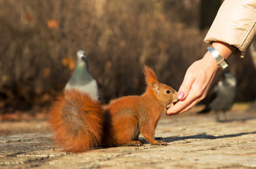 Squirrel fed from the hand of man.Horizontal.