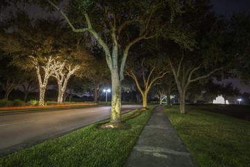 Trees wrapped in lights for the Christmas holidays