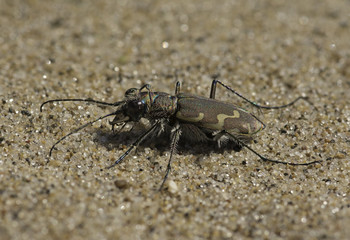 Bronzed Tiger Beetle