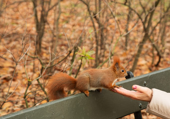 Squirrel enters the woman's hand.Horizontal.