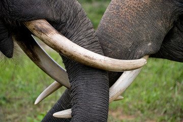 The tusks and trunk of the Asian elephant. Very close. Indonesia. Sumatra. An excellent illustration. - obrazy, fototapety, plakaty