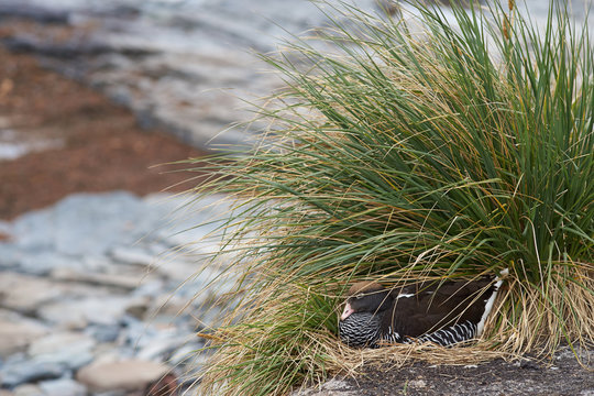 Female Kelp Goose (Chloephaga hybrida malvinarum) sitting on a nest in the shelter of a clump of Tussock Grass on Sealion Island in the Falkland Islands.