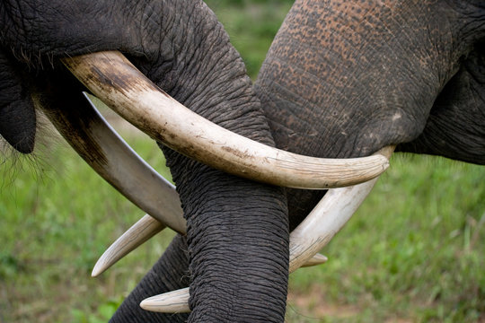 Fototapeta The tusks and trunk of the Asian elephant. Very close. Indonesia. Sumatra. An excellent illustration.