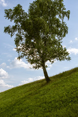 tree and blue sky