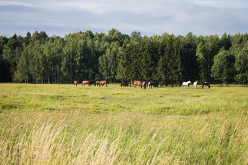 horses on meadow