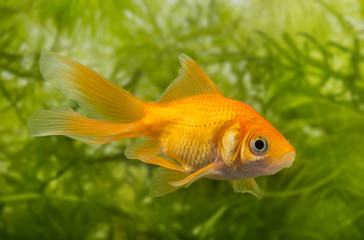 Carassius auratus auratus  - gold fish -  aquarium fish