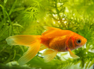 Obraz premium Carassius auratus auratus - gold fish - aquarium fish