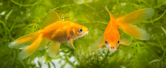 Carassius auratus auratus  - gold fish -  aquarium fish