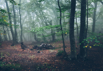Fototapeta premium Autumn forest in fog. Beautiful natural landscape. Vintage style