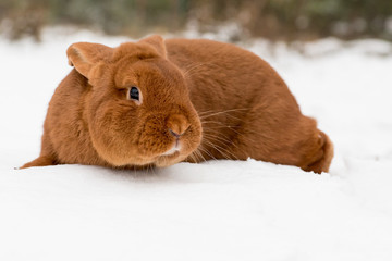 Rabbit on the snow