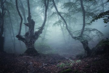 Dark autumn forest in fog. Beautiful natural landscape.
