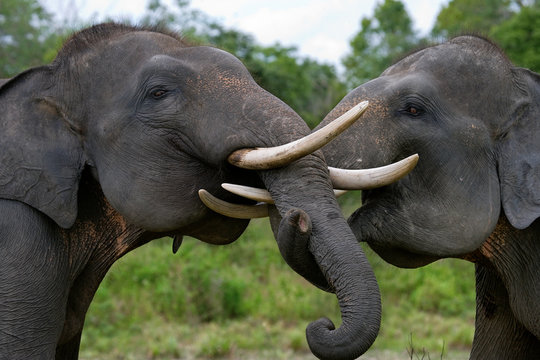 Two Asian elephants playing with each other. Indonesia. Sumatra. Way Kambas National Park.  An excellent illustration.