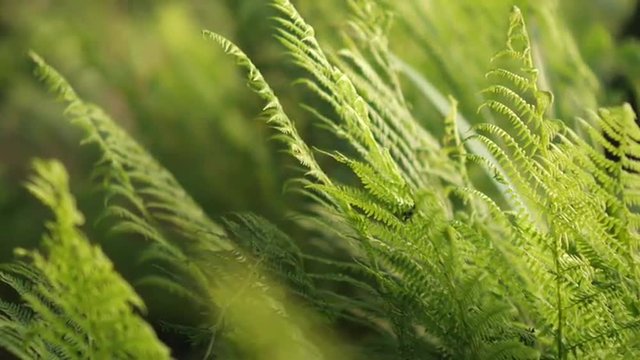 Slow dolly shot of thick green ferns swaying in wind in shallow depth of field