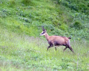 chamois jumps on the lawn of the mountain in summer