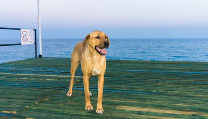 dog and the sea