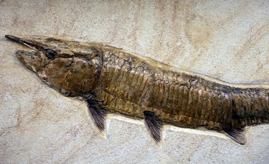 fossil fish on the stone slab
