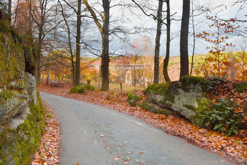 forest road in autumn