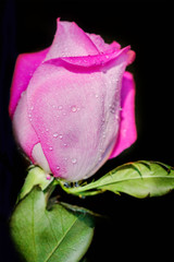 Closeup of pink rose with dripping water drops from petals on dark background, small depth of sharpness for a dreamy effect