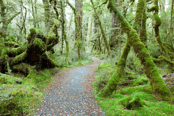 Obraz premium Temperate rain forest, Fiordland National Park, South Island, New Zealand.Track - Lake Gunn Nature Walk