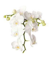 Orchidée blanche isolée sur fond blanc.
