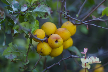 Поздняя осень